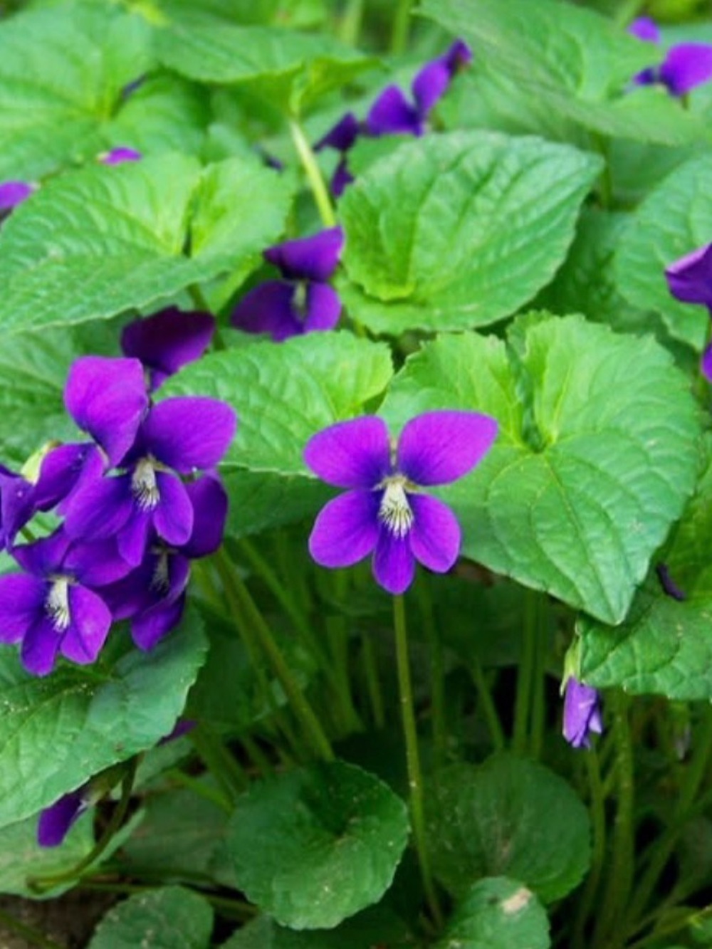 Wild Violet Rhizomes - Beautiful, Native, & Bee-Friendly!